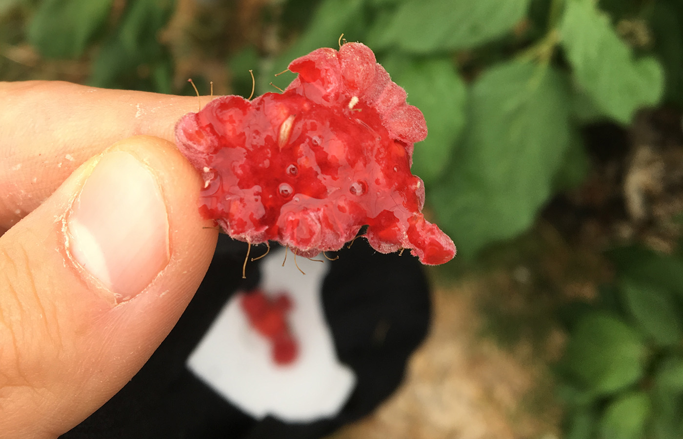 Fläckvingad daggflugelarv inuti ett hallon