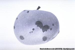 Äpple med skadat skal svartvit bild.