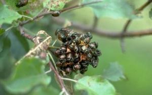 Skalbaggar i grupp bland löv.