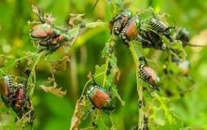Skalbaggar som äter på blad.