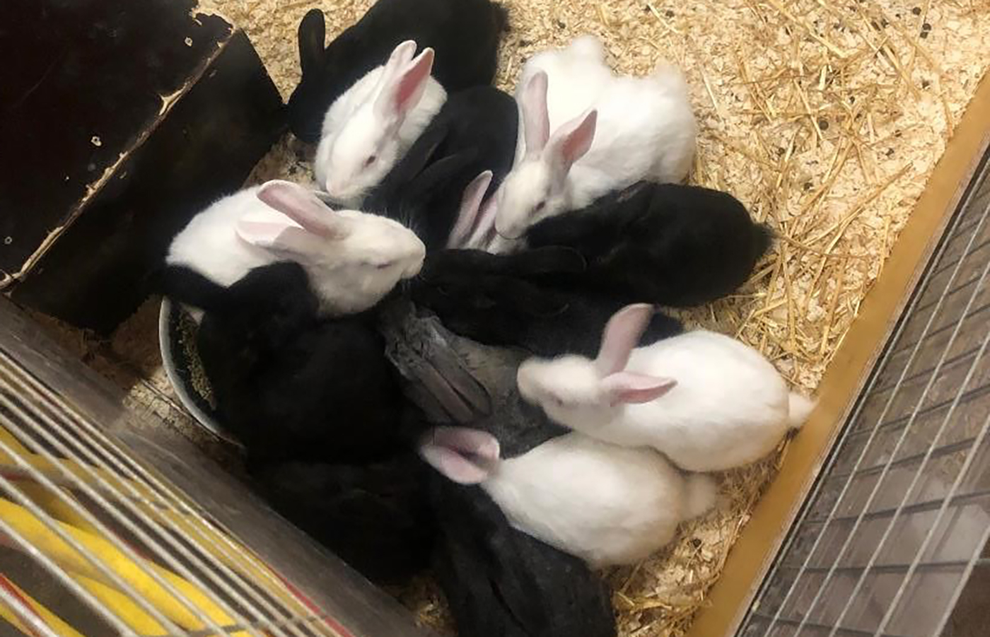 En grupp kaniner bland strö