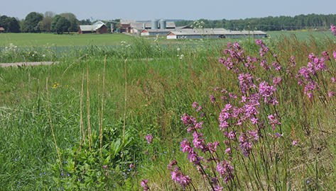 Ett landskap med tjärblomster i förgrunden och en gård i bakgrunden.