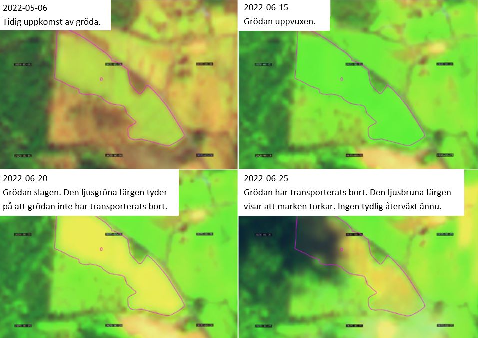 Exempel på hur en serie med satellitbilder kan se ut.