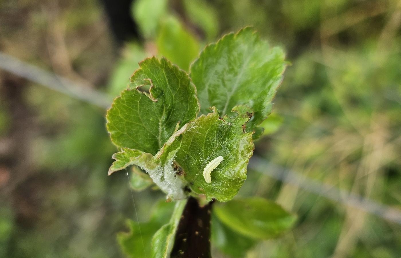 Larv på grönt blad