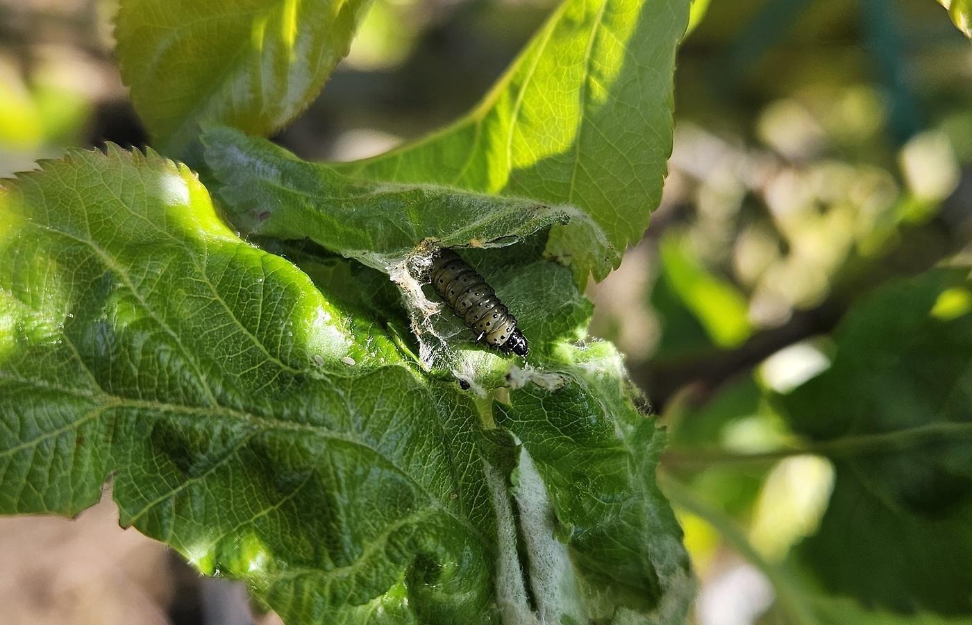 Äppleväcklare i en äppelodling