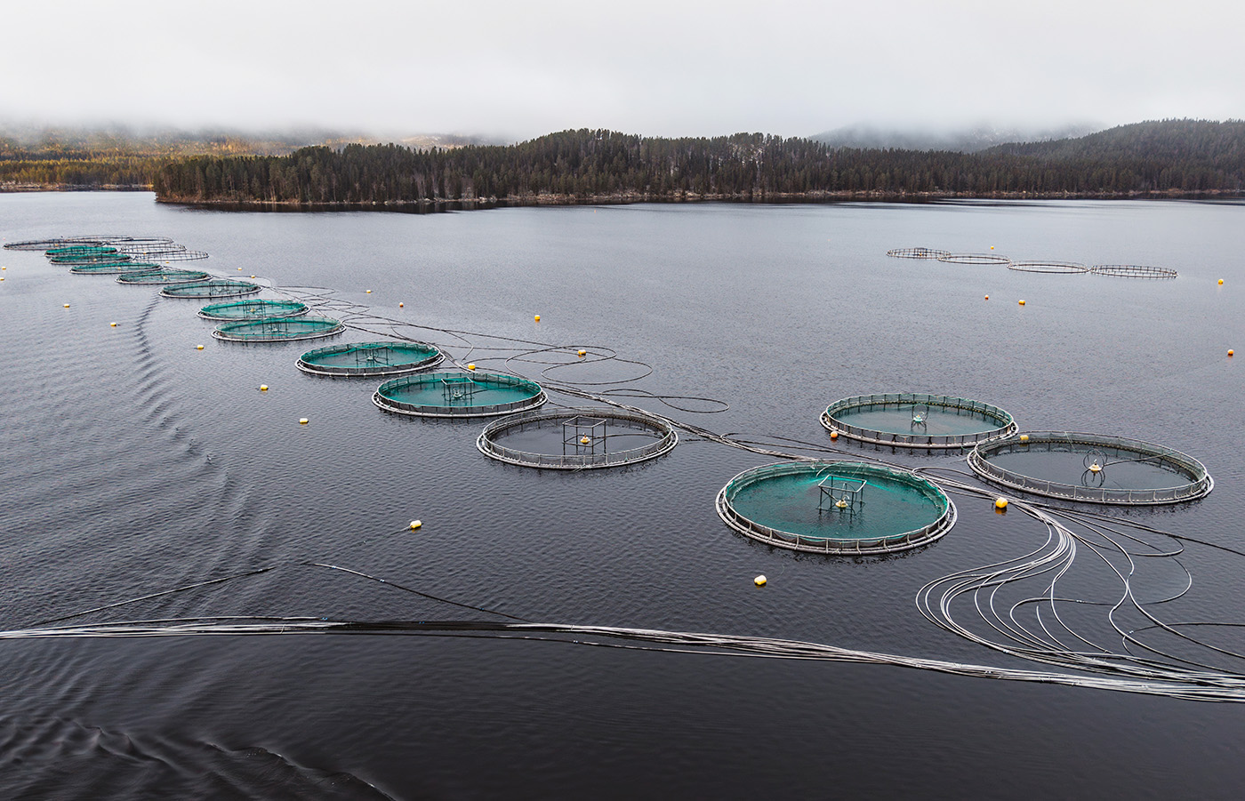 Kassodlingar för fisk i öppet vatten i en sjö
