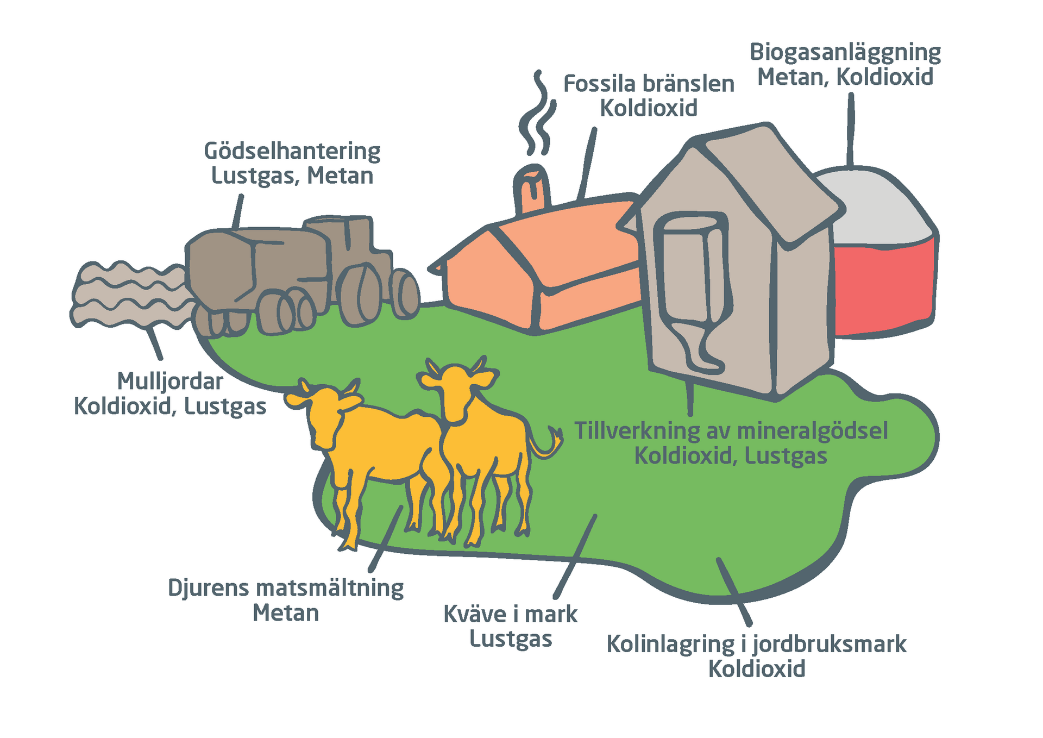 Illustration av utsläpp av växthusgaser inom djurhållning och jordbruk