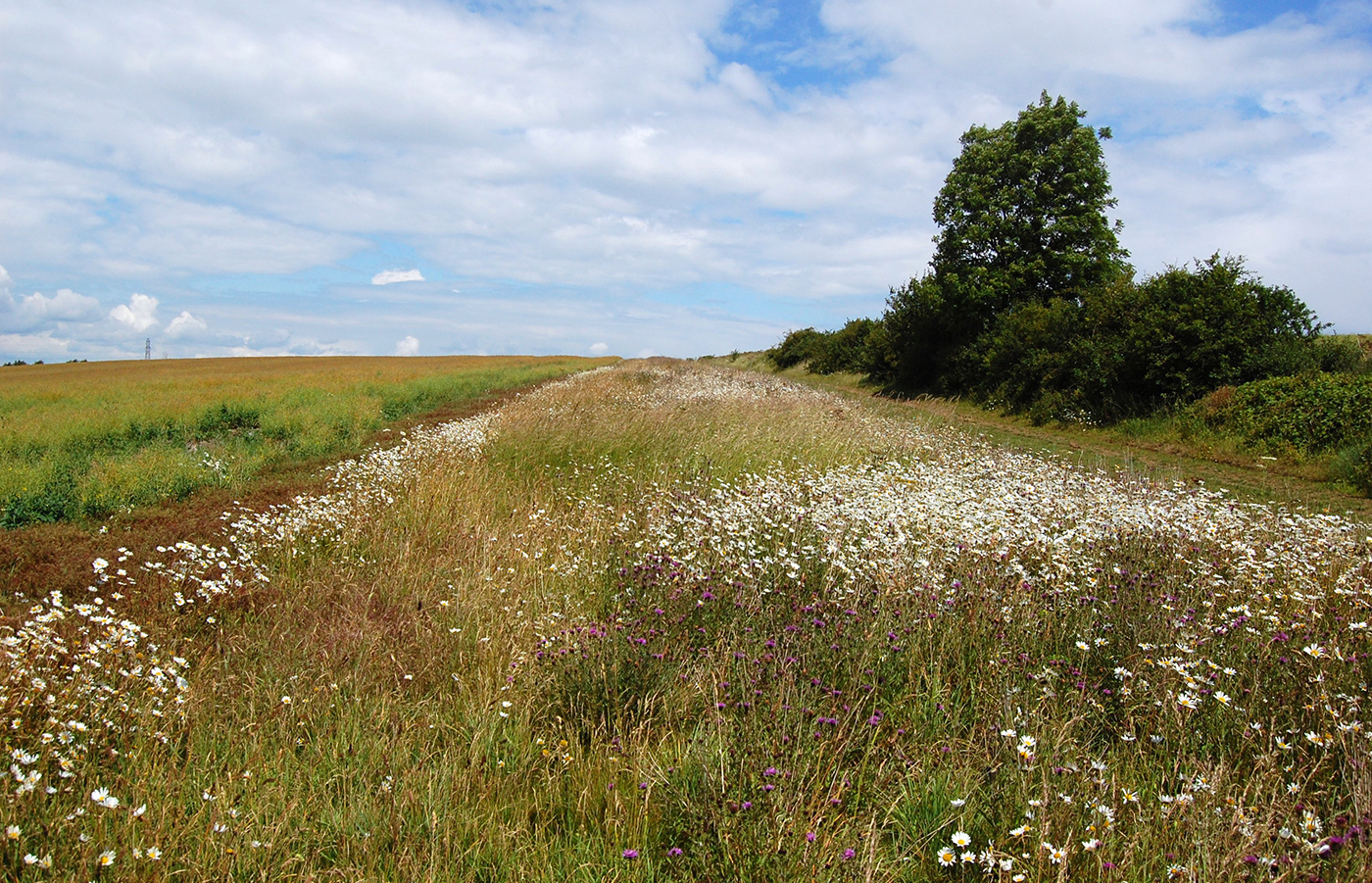 Blommande fältkant