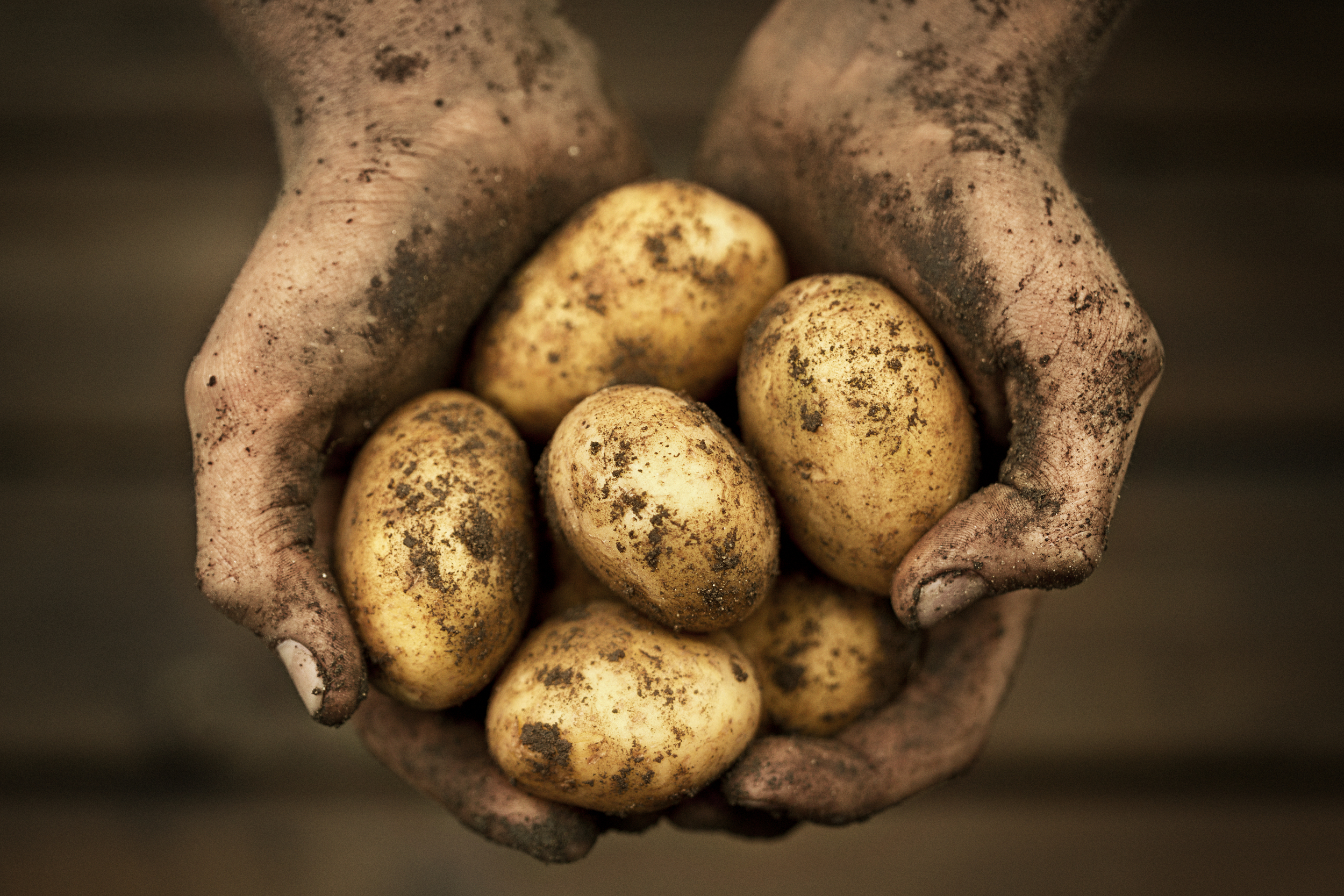 Jordiga potatisar i jordiga händer
