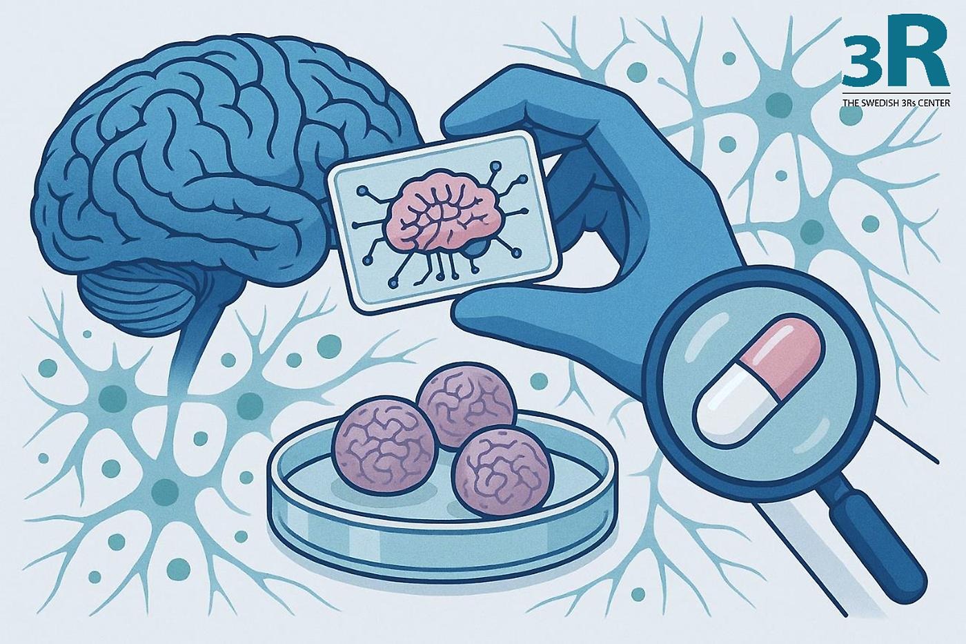 Illustation of human in vitro brain models created by the Swedish 3Rs Center.