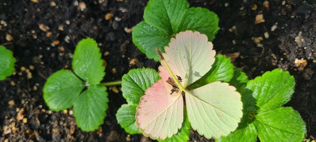 Symptom Rhizoctonia solani på
jordgubbsplanta.