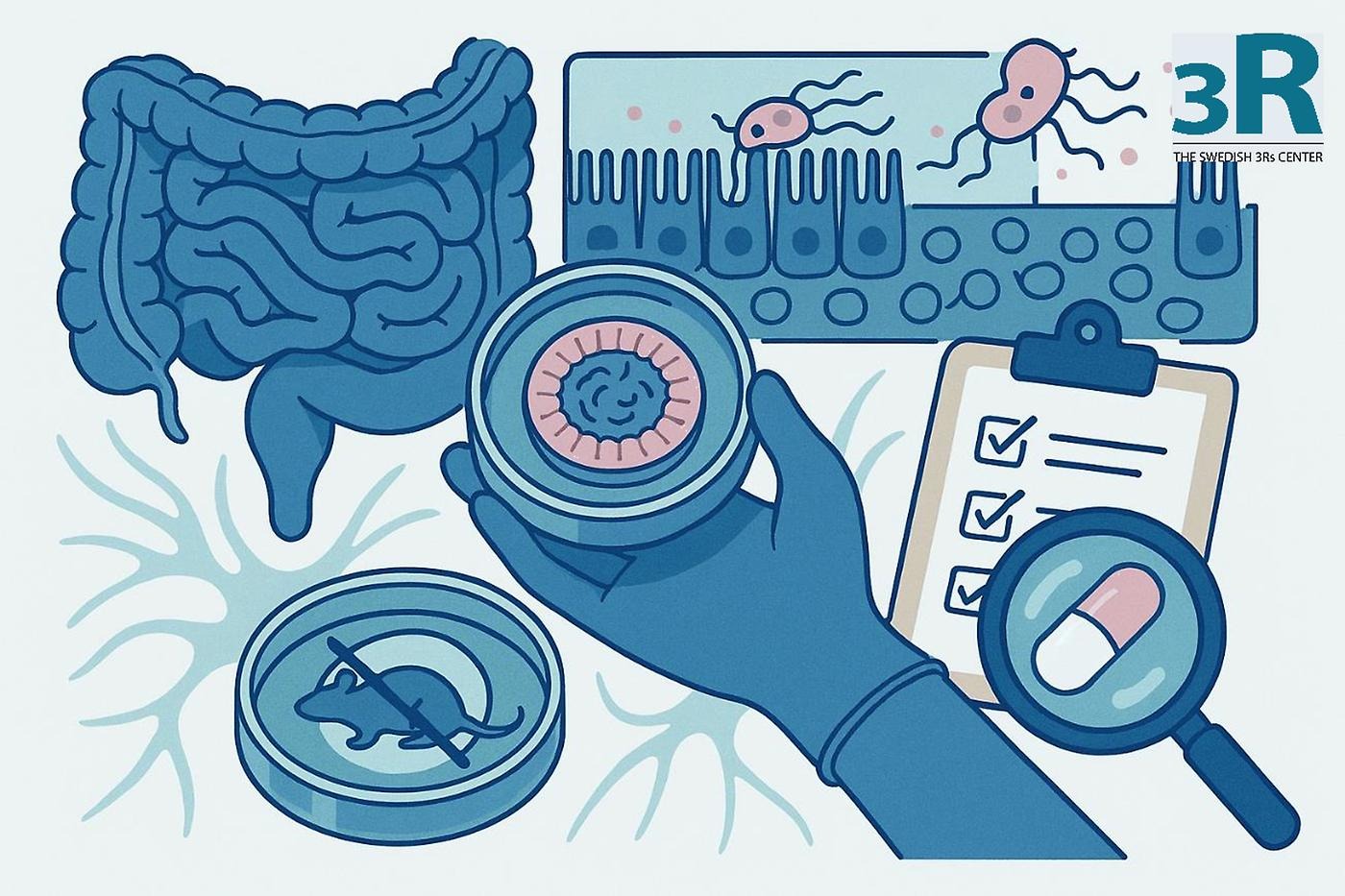 Illustation
of human in vitro intestinal models created by the Swedish 3Rs Center.