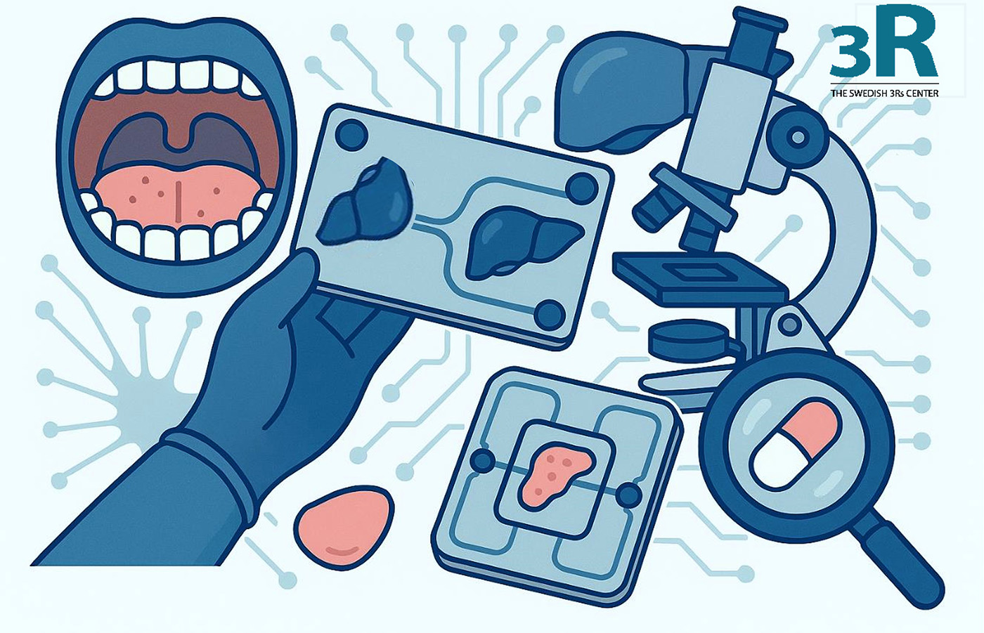 Illustration of human in vitro oral cavity and liver models created by the Swedish 3Rs Center