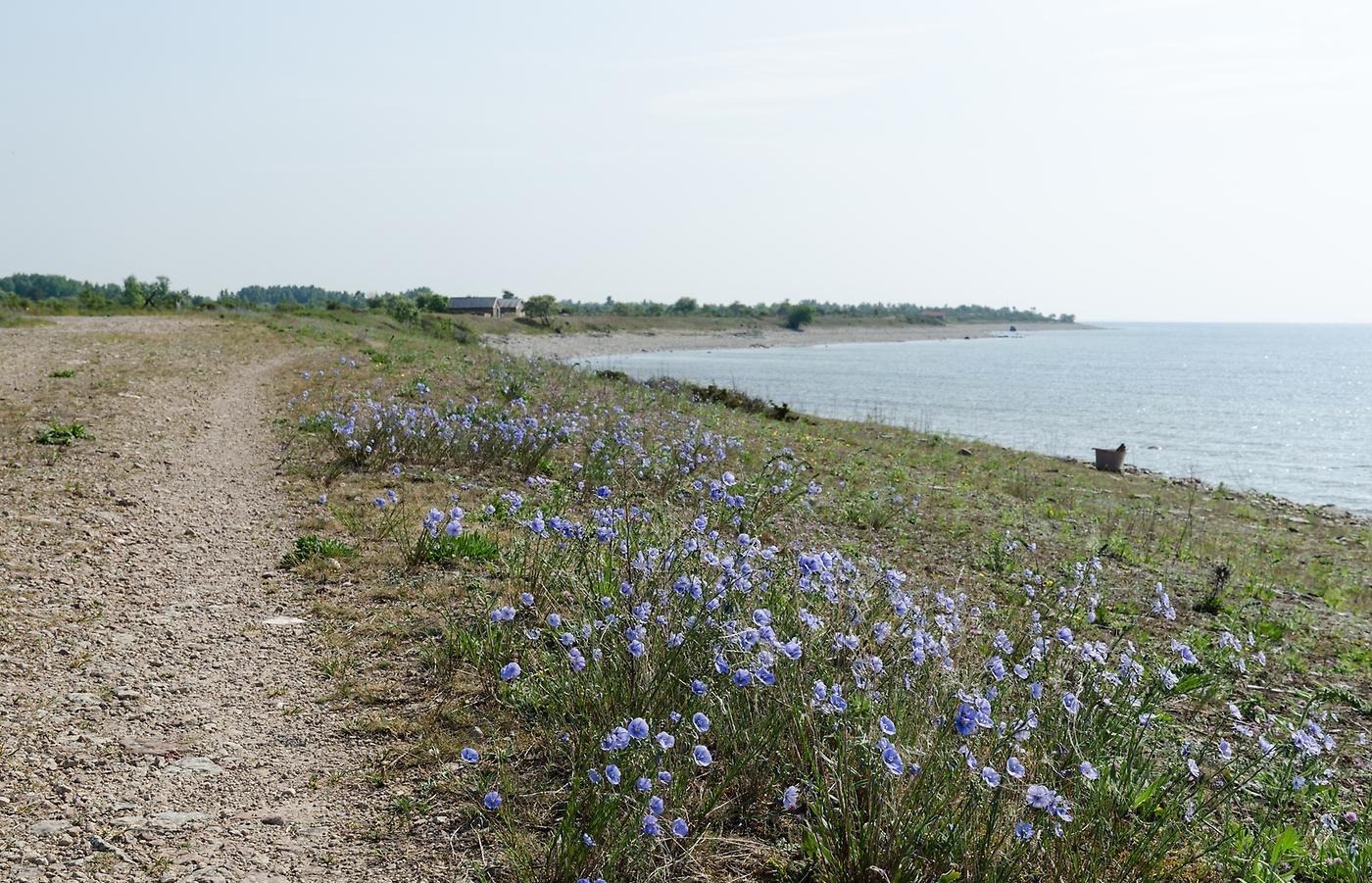 Linblommor vid vägkanten.