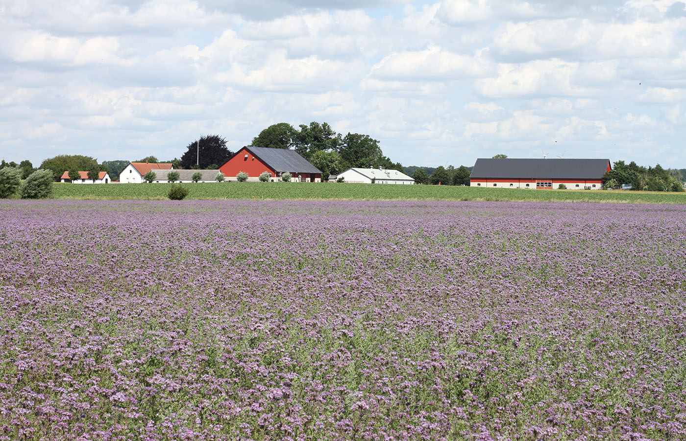 Vy över Sandby Gård med
ett blommande honungsörtsfält i förgrunden.