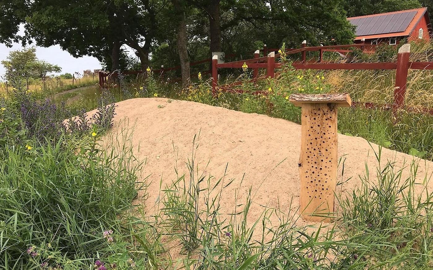Sand i landskapet med en planka med borrade hål där bin kan bo.