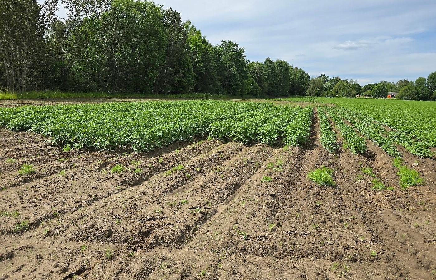 Potatisåker.