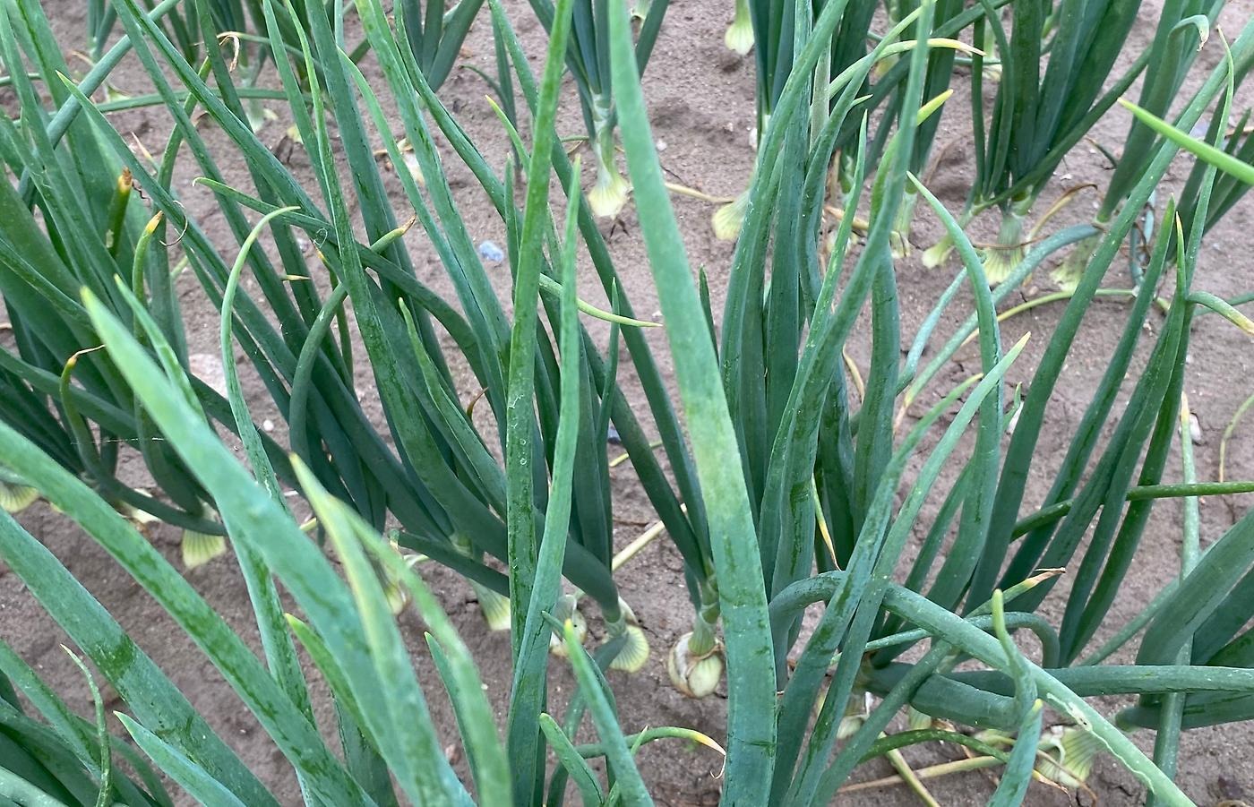 Lökplantor angripna av lökbladmögel i frilandsodling