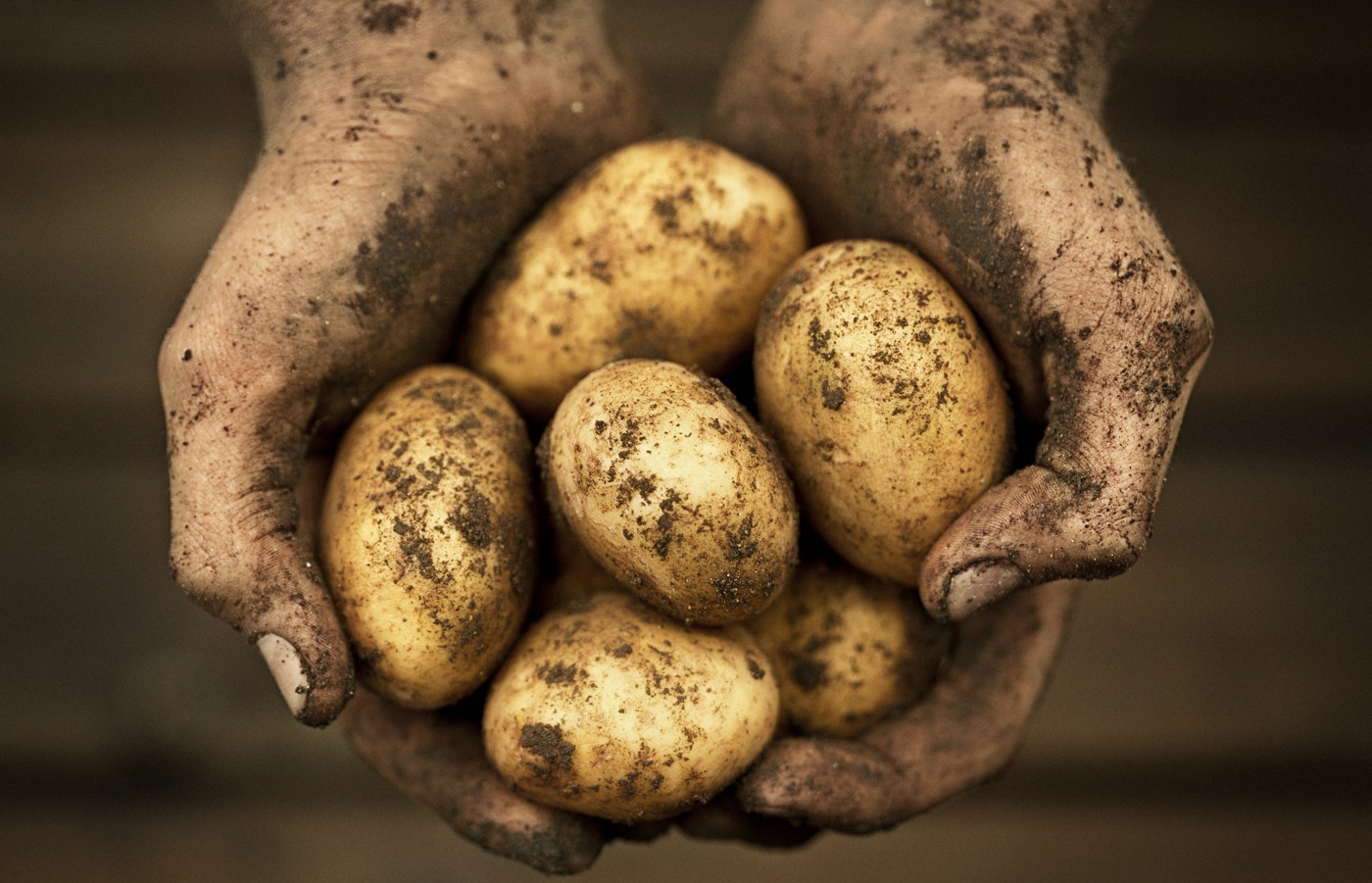 Potatis i jordiga händer
