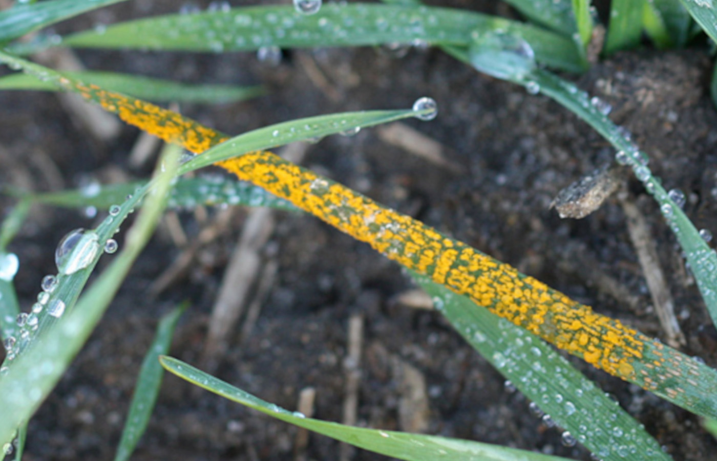 Gulrost på en ung höstveteplanta