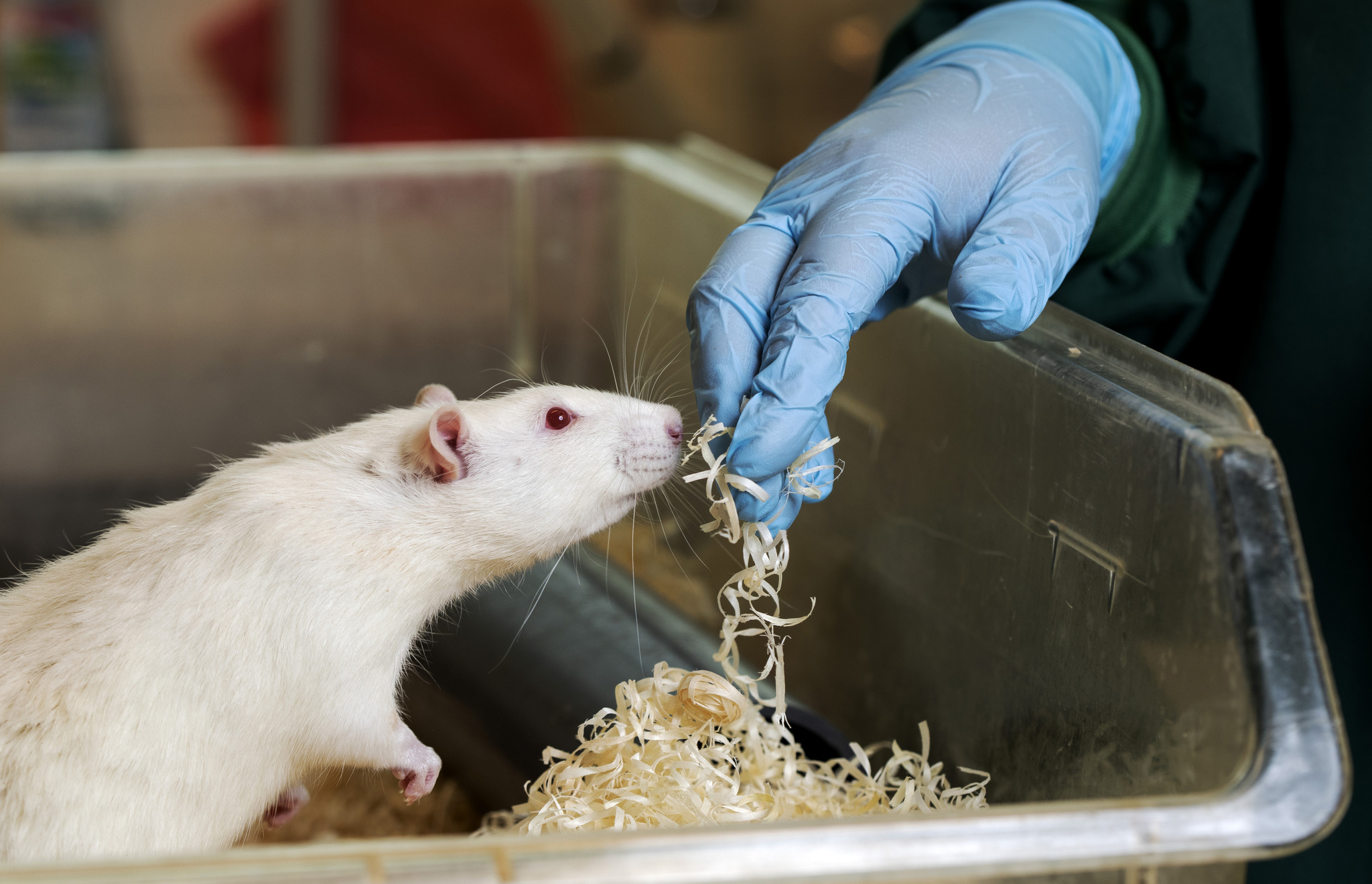 En vit råtta i en låda av genomskinlig plast sträcker sig mot en hand som bär en blå handske och håller i lite strö.