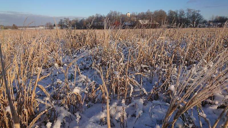 Oskördad spannmål på ett fält täckt av snö
