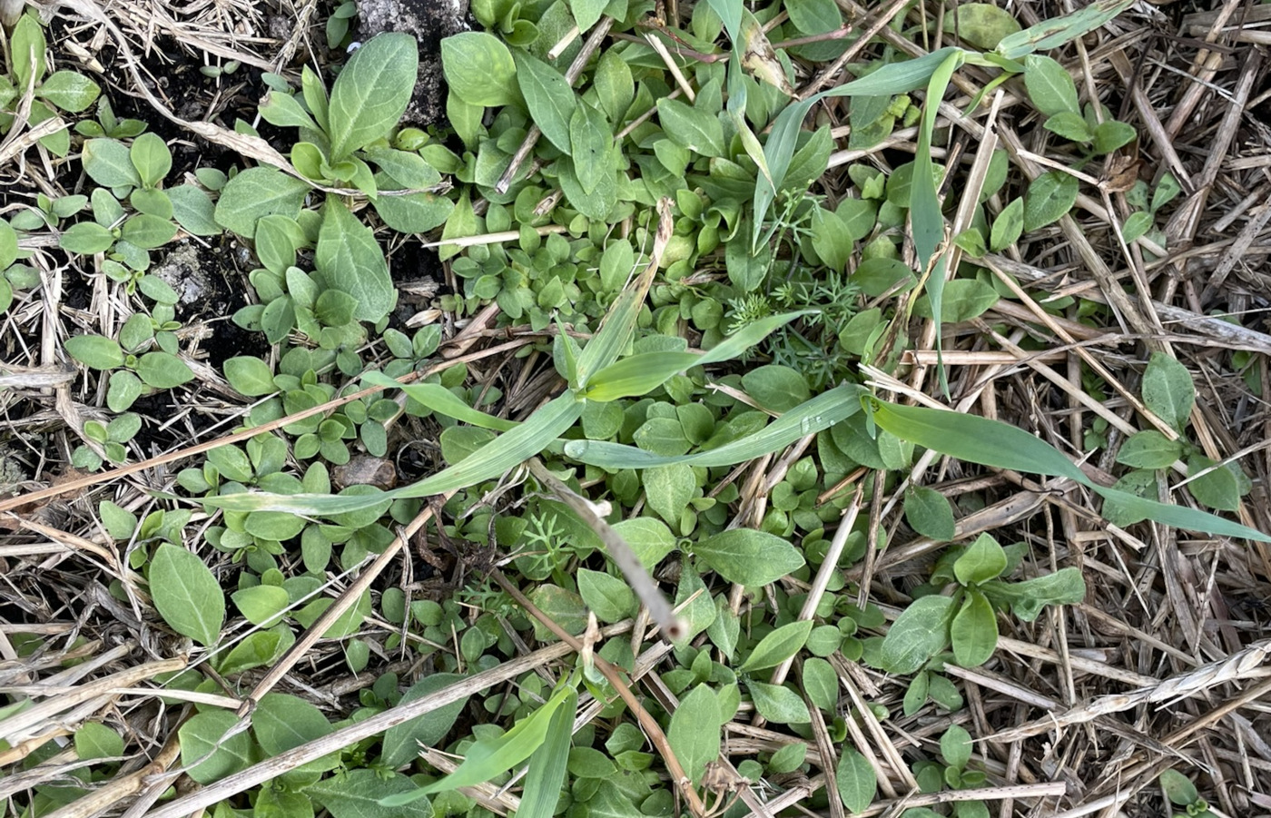 Många gröna blad bland stubb
