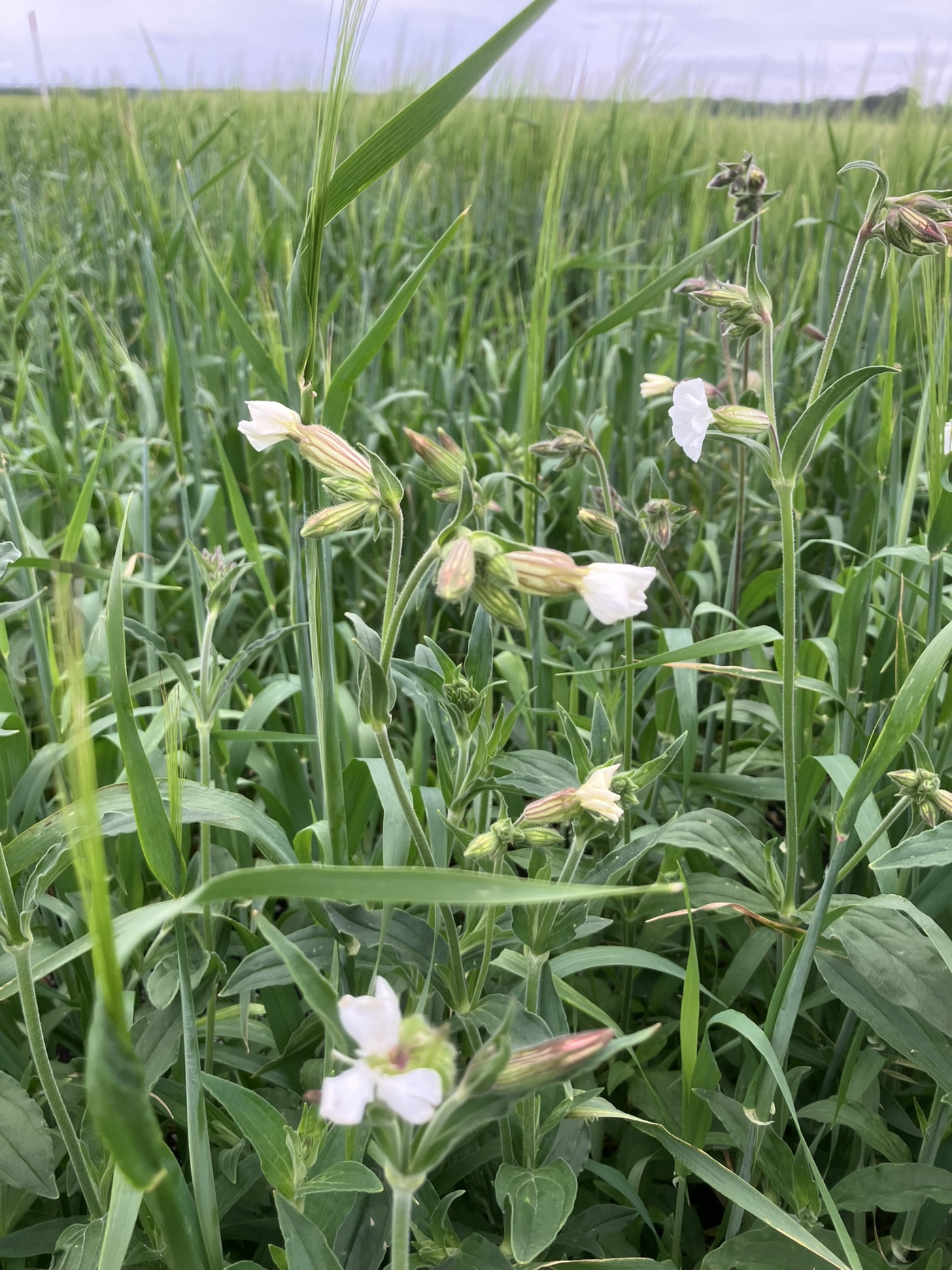 Vita blommor växande bland grönt korn