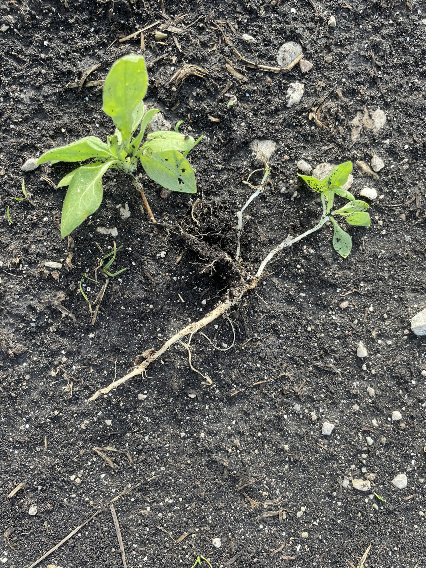 Två plantor på jord, en uppdragen så att roten syns