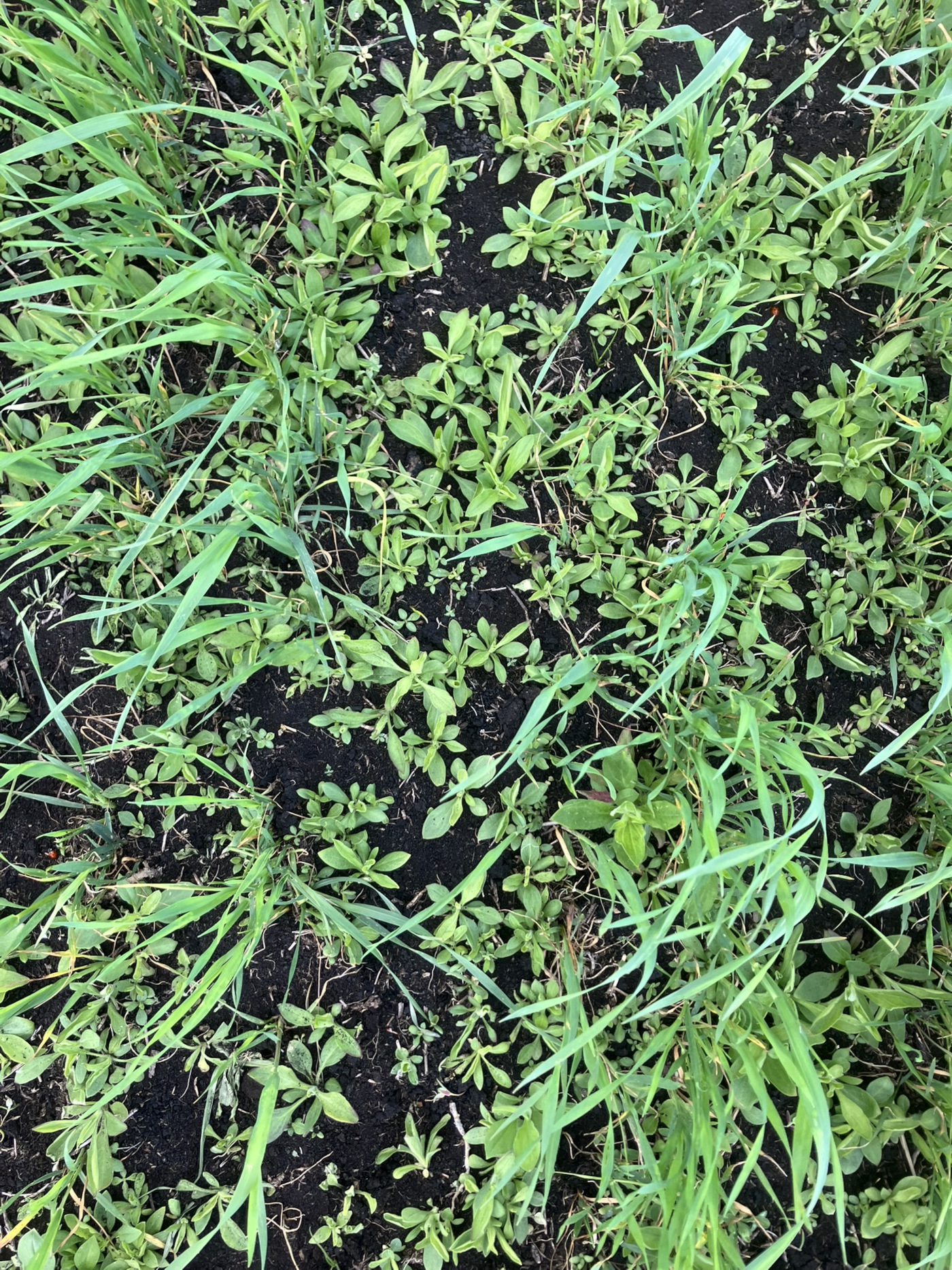 Många gröna plantor sedda ovanifrån