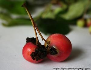 Äpple
angripet av Grapholita inopinata där larvernas avföring syns på fruktens utsida
