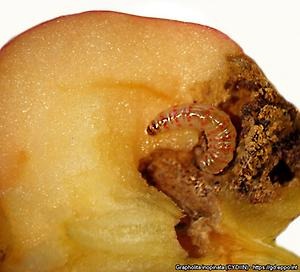 Grapholita
inopinata larv i frukt.