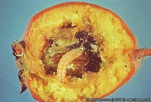 Grapholita prunivora larv i frukten till en hagtornssläkting