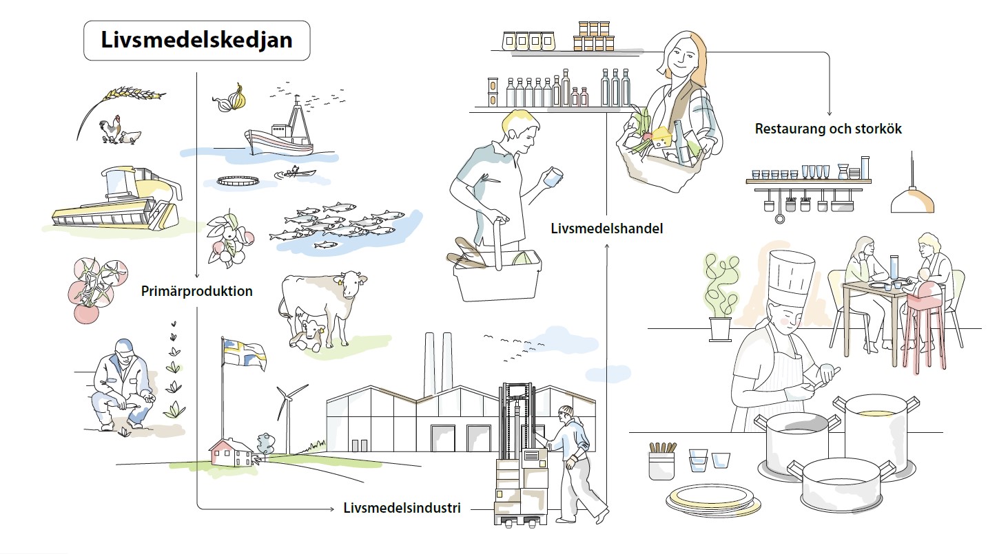 Illustration som visar det som beskrivs i texten om livsmedelskedjan som börjar med en primärproducent.