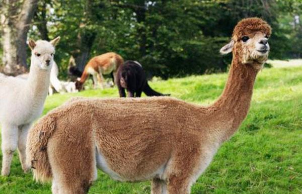 Alpacka-foton och fler bilder på Lama - Kameldjur - Lama - Kameldjur,  Humor, Djur - iStock