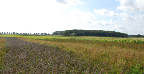Ett öppet odlingslandskap med viltåker i förgrunden.