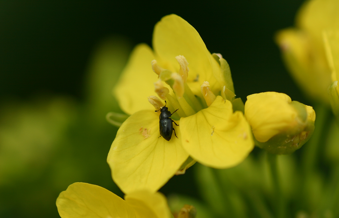 Rapsbagge på en rapsblomma
