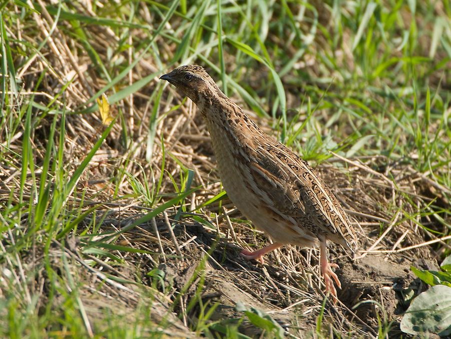 En brunspräcklig fågel i gräs.