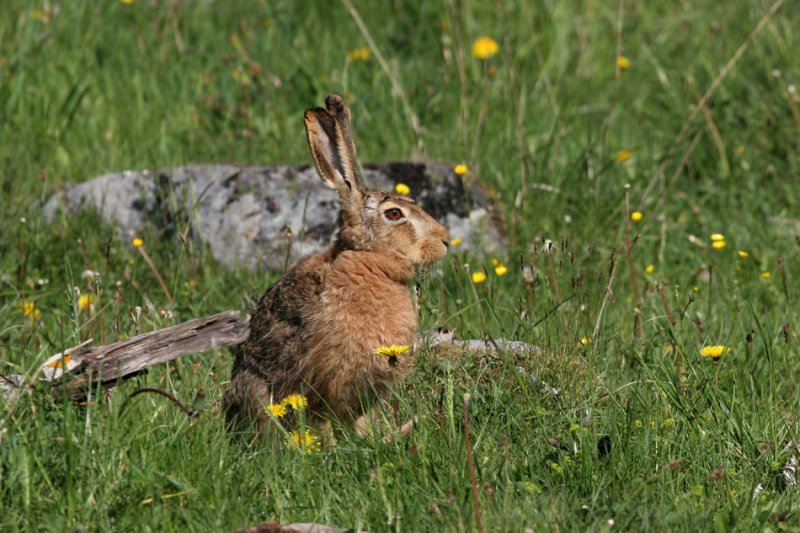 Hare.