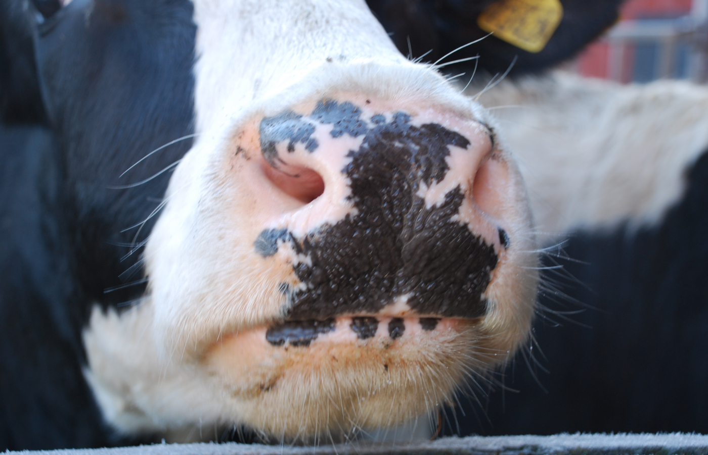 Närbild på en komule