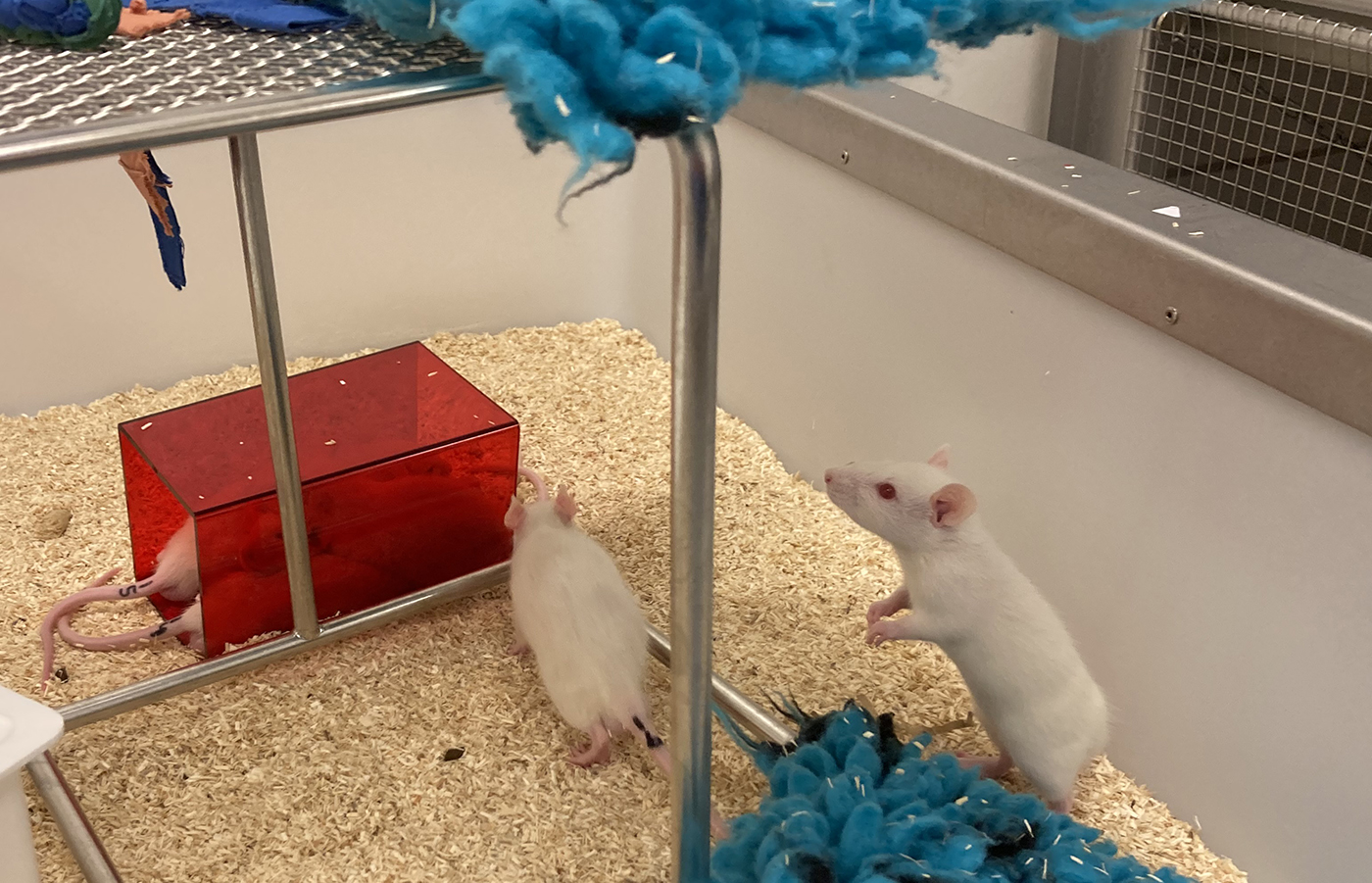 Vita råttor i en öppen låda springer runt i strö bland klätterställningar, ett rött hus i plast och tygstycken.