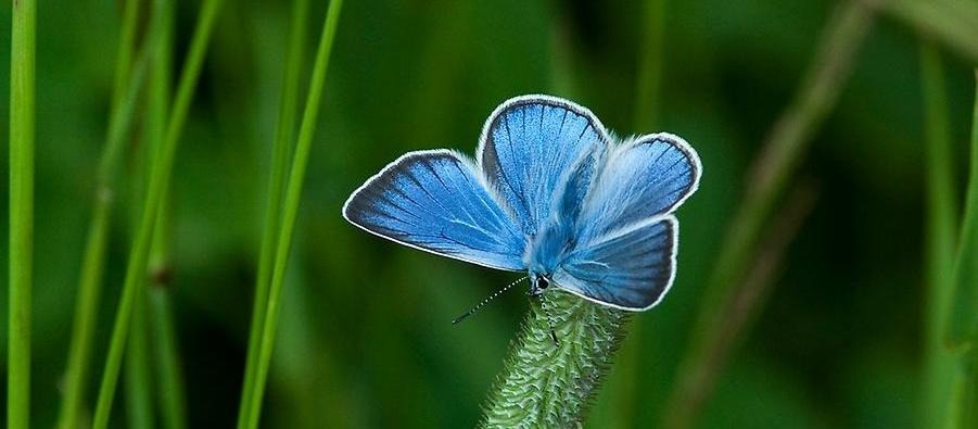 En blå fjäril på ett grässtrå.
