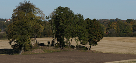 Mitt bland några större jordåkrar syns ett mindre begränsat område med träd, stenar och buskar.