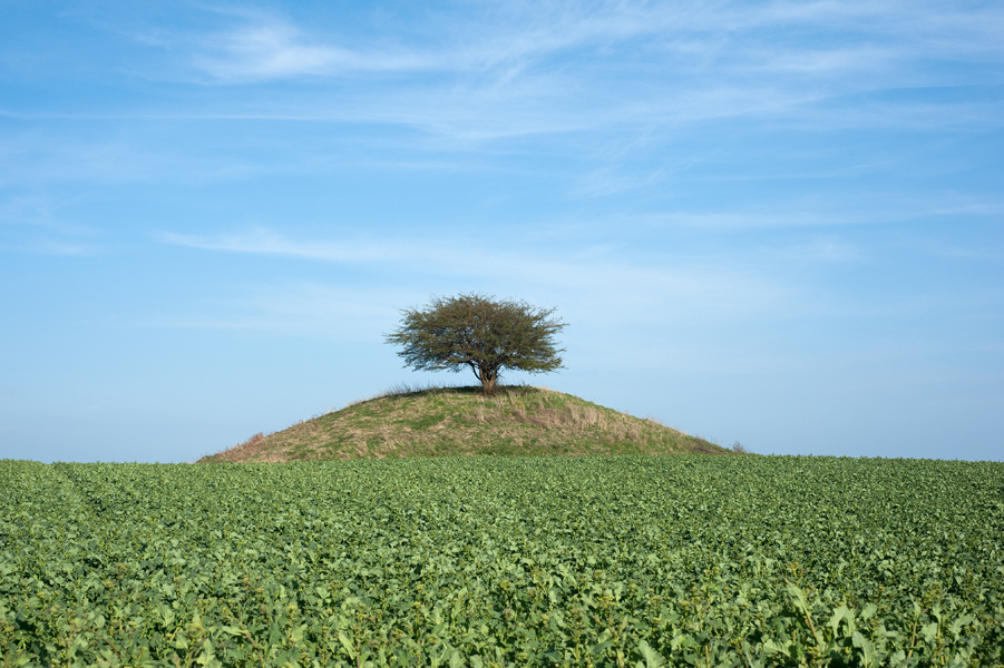 Ett träd som står ensamt på en kulle i ett åkerlandskap.