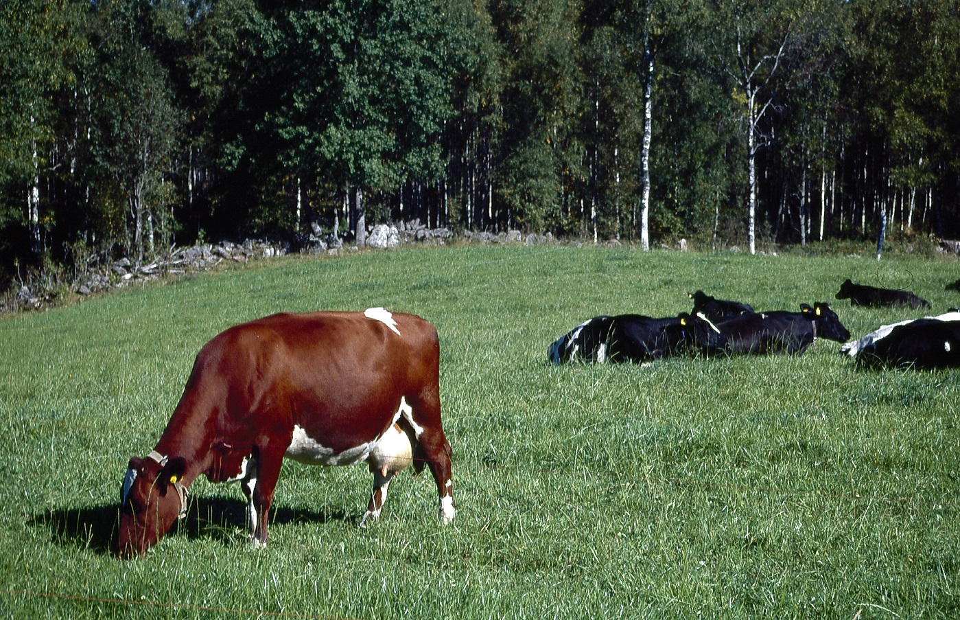Kor som betar gräs.