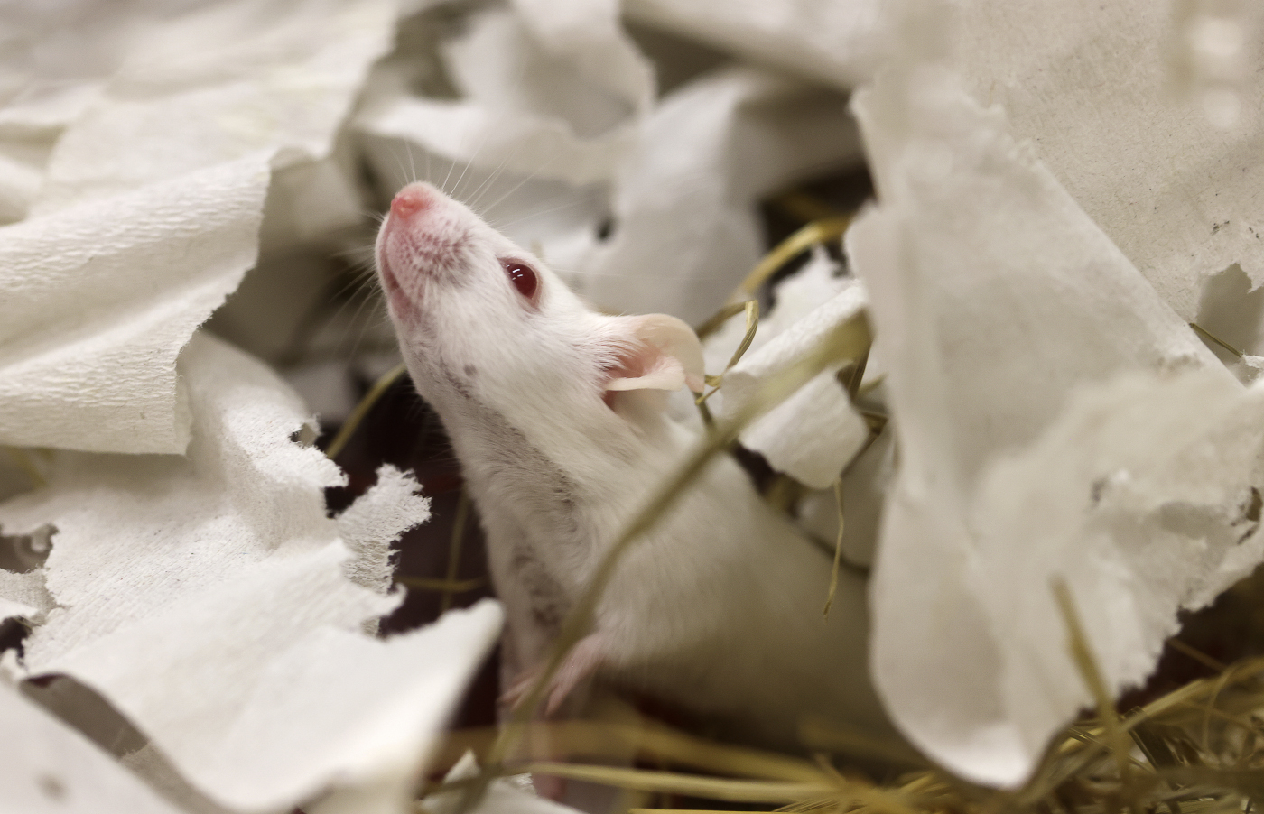 En vit råtta med röda ögon tittar fram ur en hög med sönderrivet papper och halm
