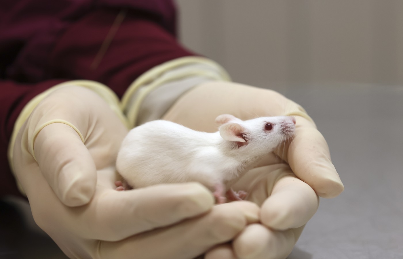 Två händer som håller i en vit laboratoriemus.