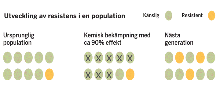 Rubrik som säger utveckling av resistens i en population. Bredvid rubriken finns en grön prick som står för känslig och en gul prick som står för resistens. Underrubrik Ursprunglig population med 9 gröna prickar och 1 gul prick. Underrubrik Kemisk bekämpning med ca 90% effekt med 9 gröna prickar med kryss och 1 gul prick. Underrubrik Nästa generation med 7 gröna prickar och 3 gula prickar.