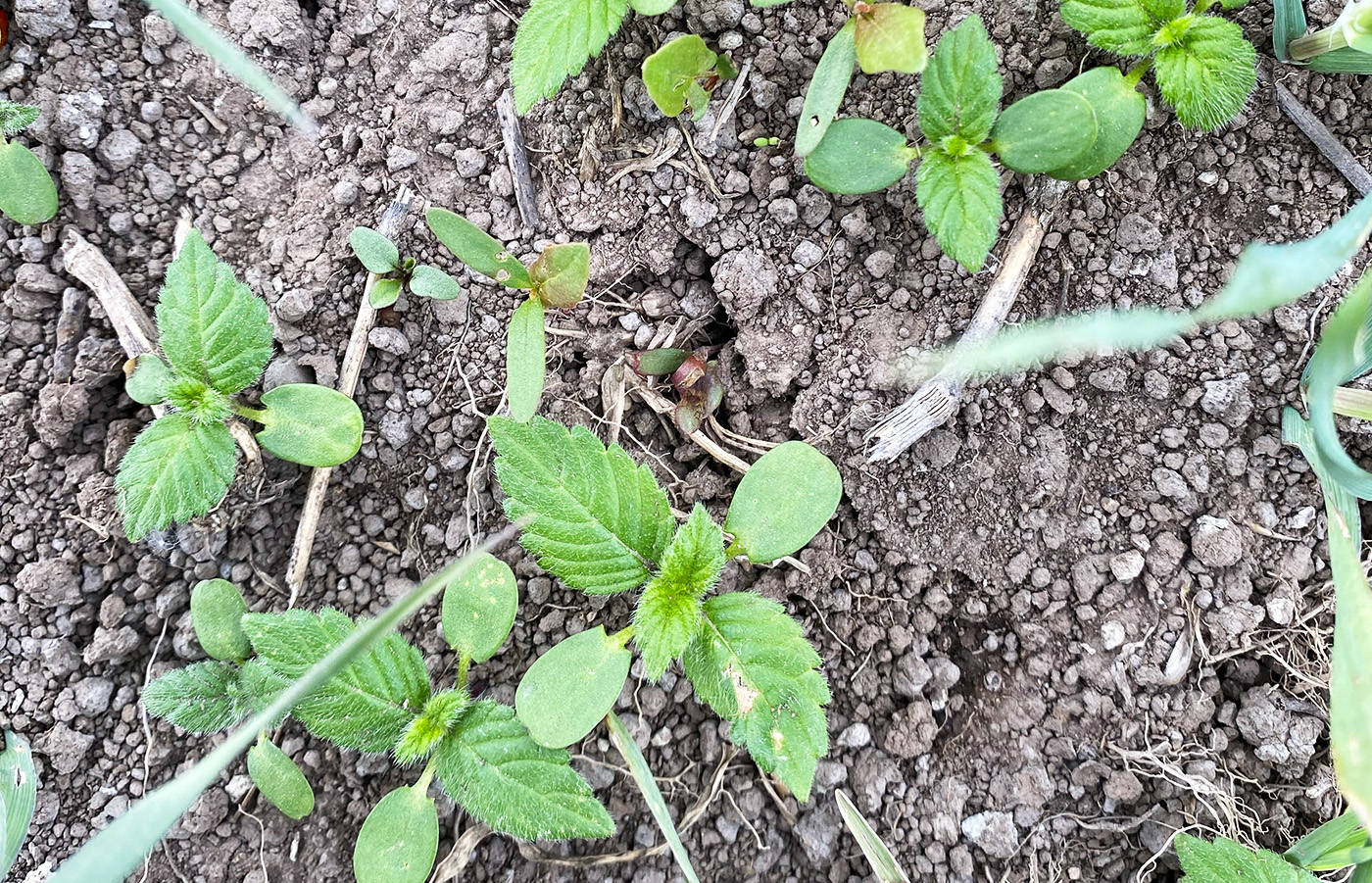 Bild på Åkerbinda och dån