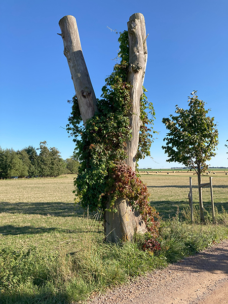 Vildvin växer upp runt ett dött träd